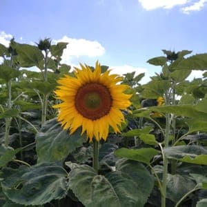 GRAINES DE TOURNESOL POUR OISEAUX