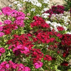 Plant de fleur Oeillet de poète