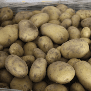 Pommes de terre Nicola, chaire ferme