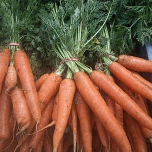 Botte de carottes