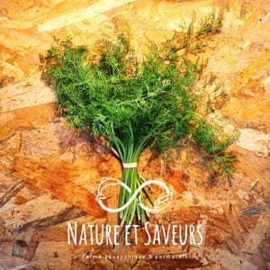 Aneth frais – Une touche anisée pour sublimer vos recettes