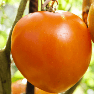 Plant de tomate Kaki Coing