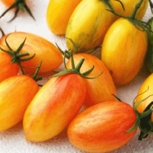 Plant de tomate cerise Blush