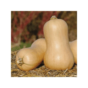 Plant de courge Butternut