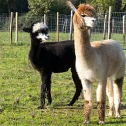 La Fermette du Pérougord La Fermette du Pérougord #7