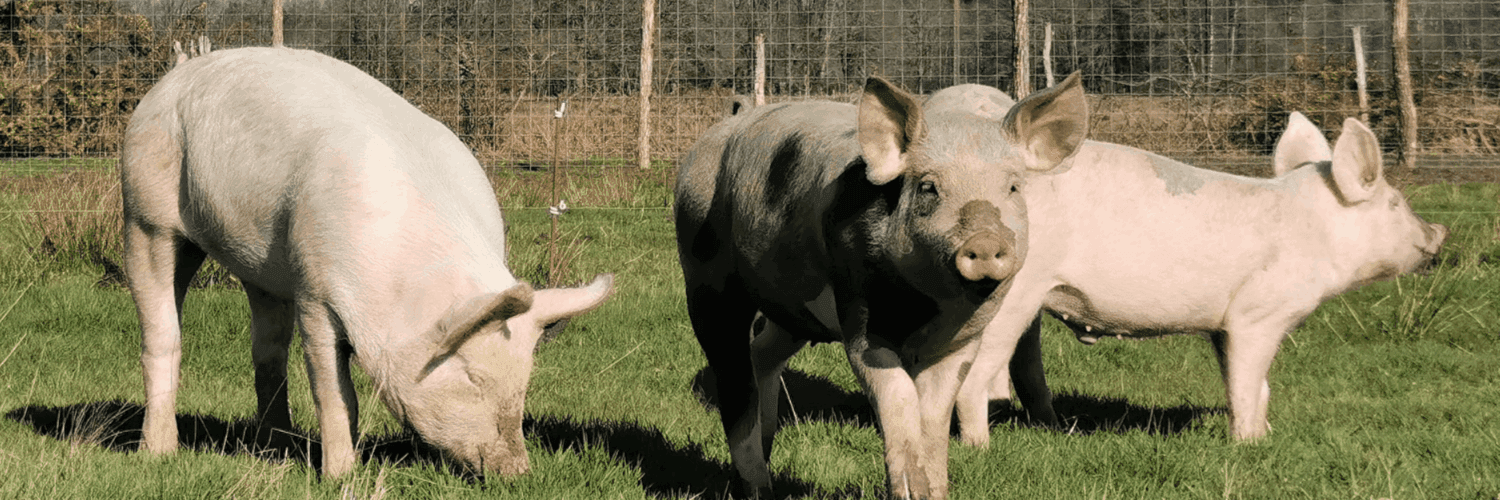 Bannière de Ferme de la Chéreautière