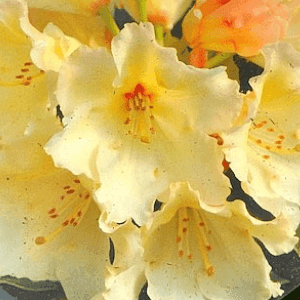 Rhododendrons 60 cm
