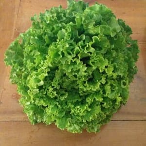 LAITUE BATAVIA BLONDE