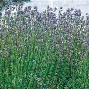 Plant de vivace Lavande vraie