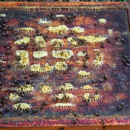 Le miel des mutines Le miel des mutines #4