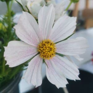 Botte de Cosmos blanc