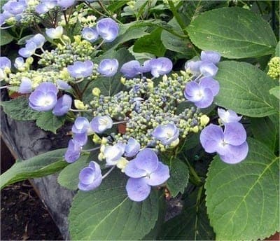 Hortensias Macrofila
