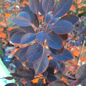 Cotinus Coggygria