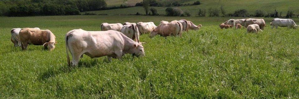 Bannière de Ferme l'Effrontée
