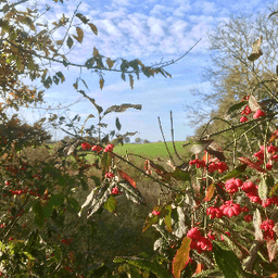 GAEC Éleveurs Cueilleurs GAEC Éleveurs Cueilleurs #2