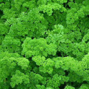 Plant d’aromatique Persil frisé