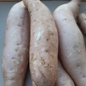 PATATE DOUCE CHAIR BLANCHE