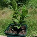 Plant Menthe marocaine