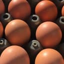 Oeufs - Plaque de 30 oeufs