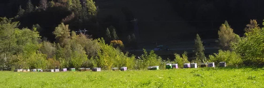 Bannière de Céline Riban apicultrice