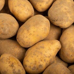 Pommes de terre - variété Nicola