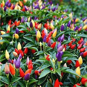Plant de piment 5 couleurs