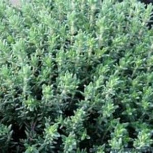 Plant d'aromatique vivace Thym commun