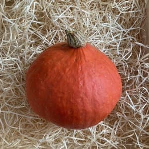 Potimarron
