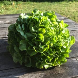 Laitue Feuille de Chêne