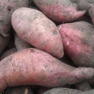 Patate douce