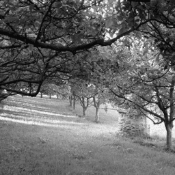 LES VERGERS DU PUITS LES VERGERS DU PUITS #7