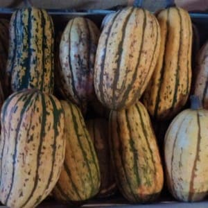 Courge Delicata