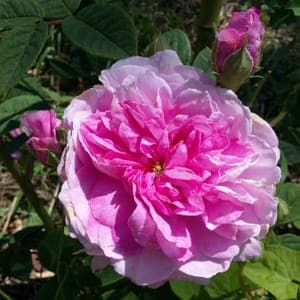 Rosier de Damas (Ispahan)
