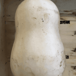 Butternut