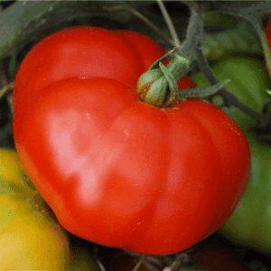 Plant de tomate Marmande