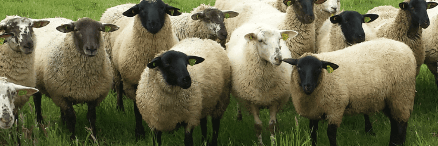 Bannière de KULESIAK"du jardin à la table"