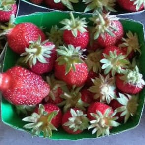 Fraises variété "Cirafine"