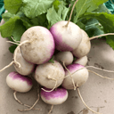 Botte navets nouveaux