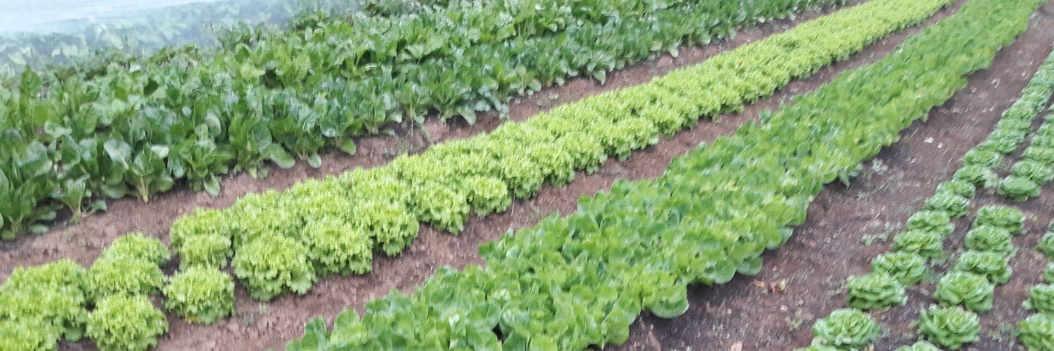 Bannière de Les jardins du Bischenberg