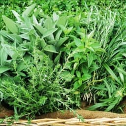 Ecrin Sauvage Ecrin Sauvage #5