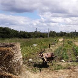 Le champ de coquelicots Le champ de coquelicots #7