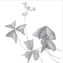 Logo de oxalis extra