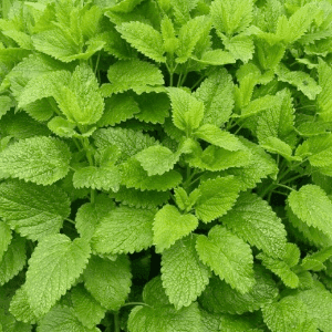 Plant de vivace Mélisse