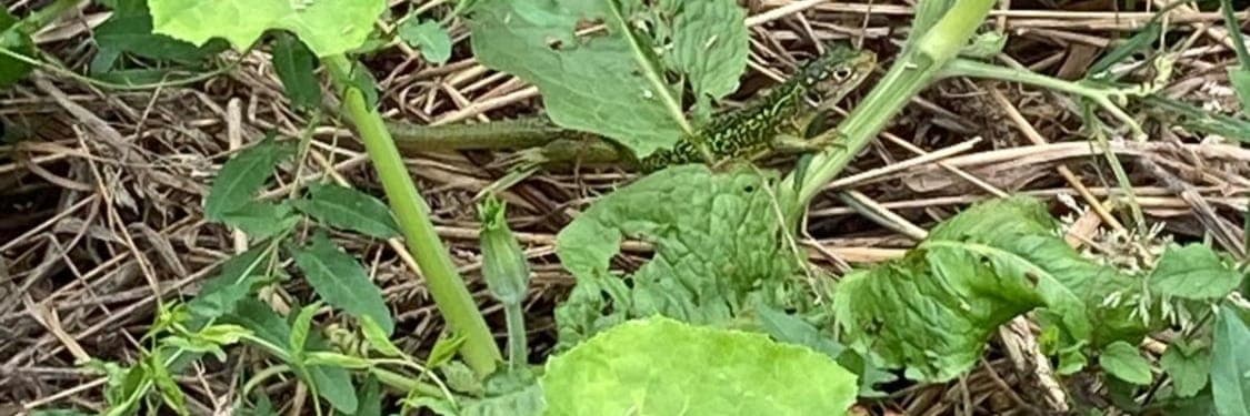 Bannière de Jardin de la Marmitte Renversée