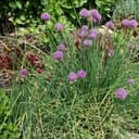 Plant d'aromatique Ciboulette