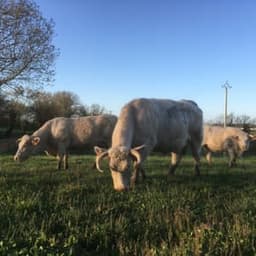 GAEC Éleveurs Cueilleurs GAEC Éleveurs Cueilleurs #1