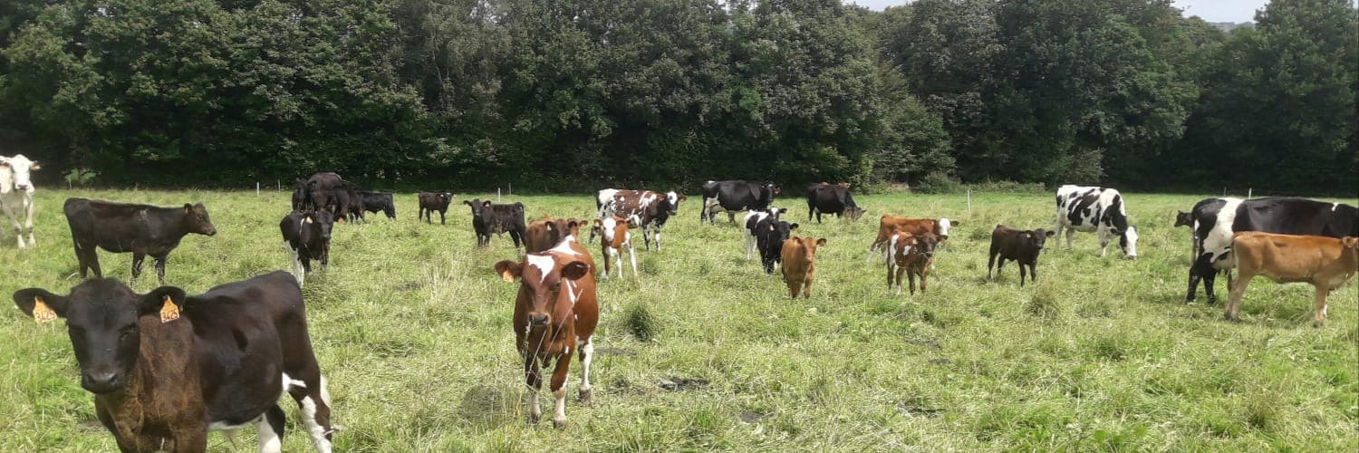 Bannière de Capitaine Michel (& Julia)
