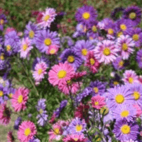Plant de fleur Reine Marguerite