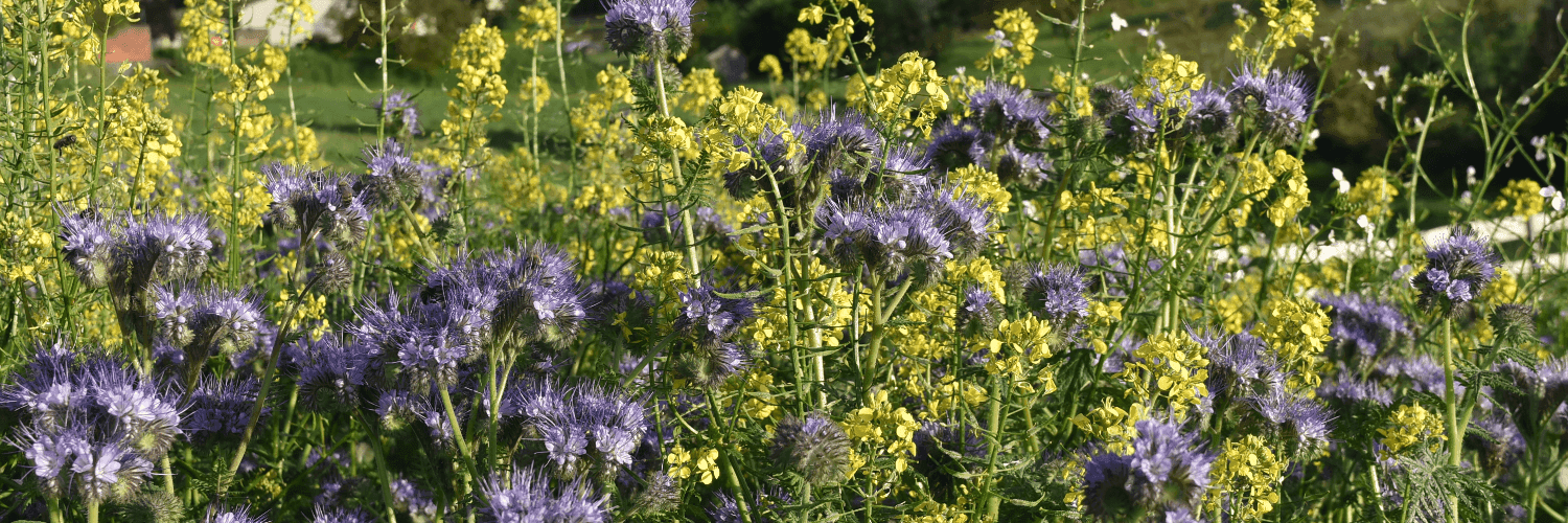 Bannière de Les Jardins de Verfeil