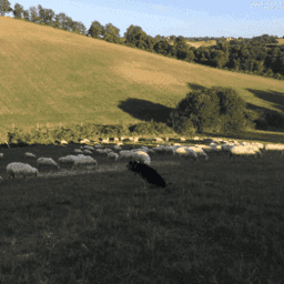 La Mignonne La Mignonne #8